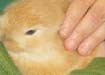 Easter Bunny