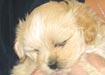 Sebastion